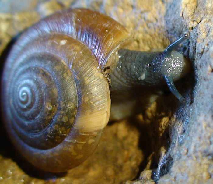 Aegopis italicus (Kobelt, 1876)